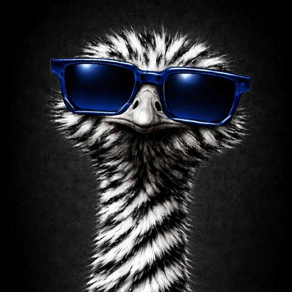 Portrait d’une autruche noire et blanche portant des lunettes bleues, avatar de Plume Noire sur Tête d’Autruche.